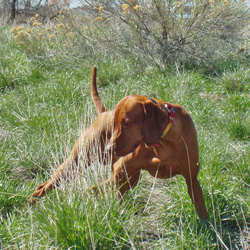 Vizsla Kosmo hits a wrap-around point