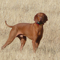 Vizsla Kosmo strikes a pose
