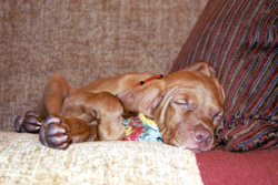 Vizsla puppy Kosmo sleeping