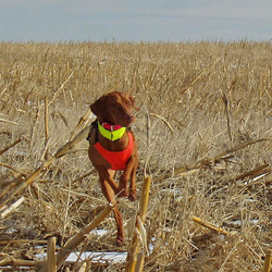 Vizsla Lola hunting for pheasant