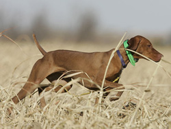 Vizsla Lola hunting the field