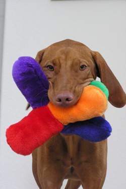 Vizsla Lola enjoying a squeaky toy