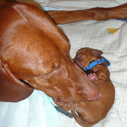 Mama Suede cleaning Blue Boy
