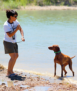 Mel playing fetch with Vizsla Amante - Colorado