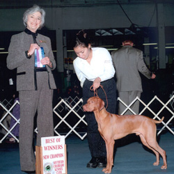 Mel handles Kosmo to New AKC conformation championship