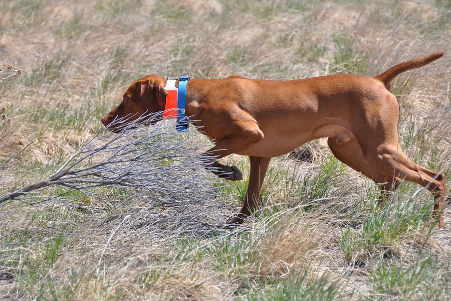 Vizsla Monty holding his point
