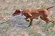 Vizsla Monty holding point