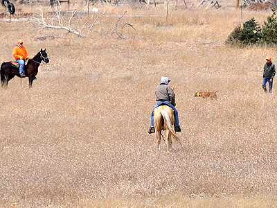 Vizsla Monty holding his point in a Junior Hunter level test