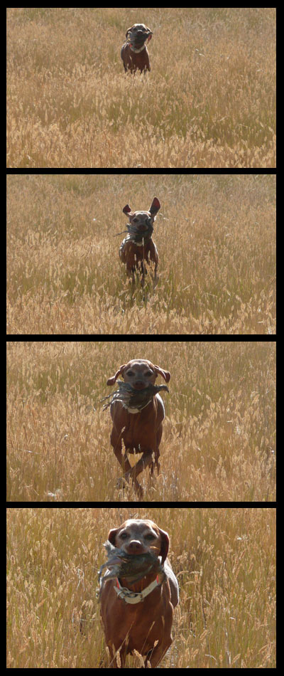 12 year old Vizsla Mosey retrieving a quail