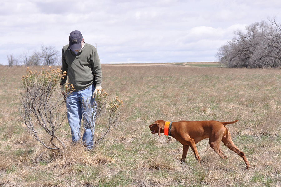 Vizsla Peak patiently waits for Dad Jim to flush the bird