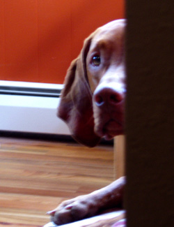 Vizsla Kosmo