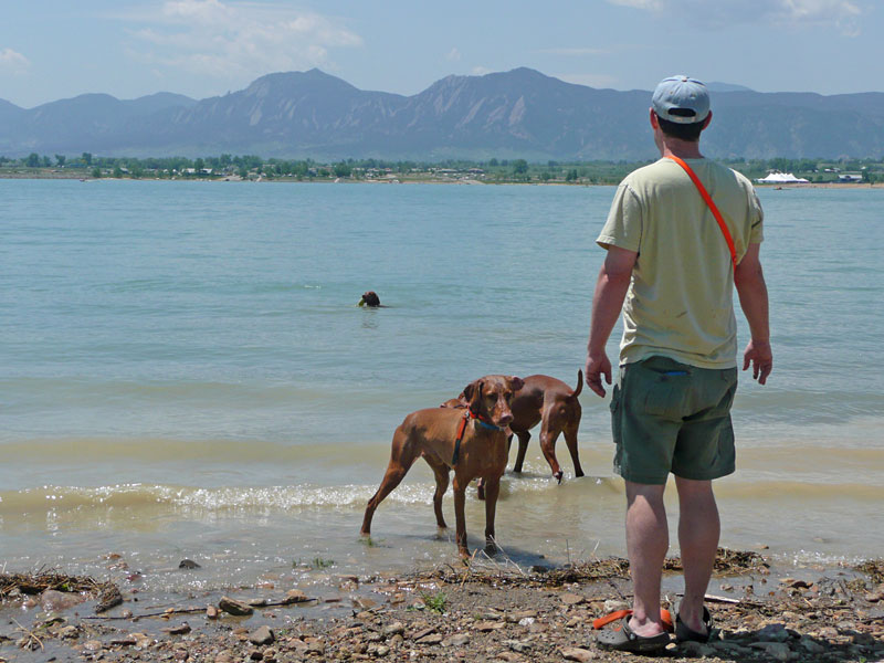 Aaron playing "water retrieve" with the Vizlsas