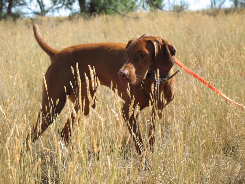 17 month old Vizsla Amante on point