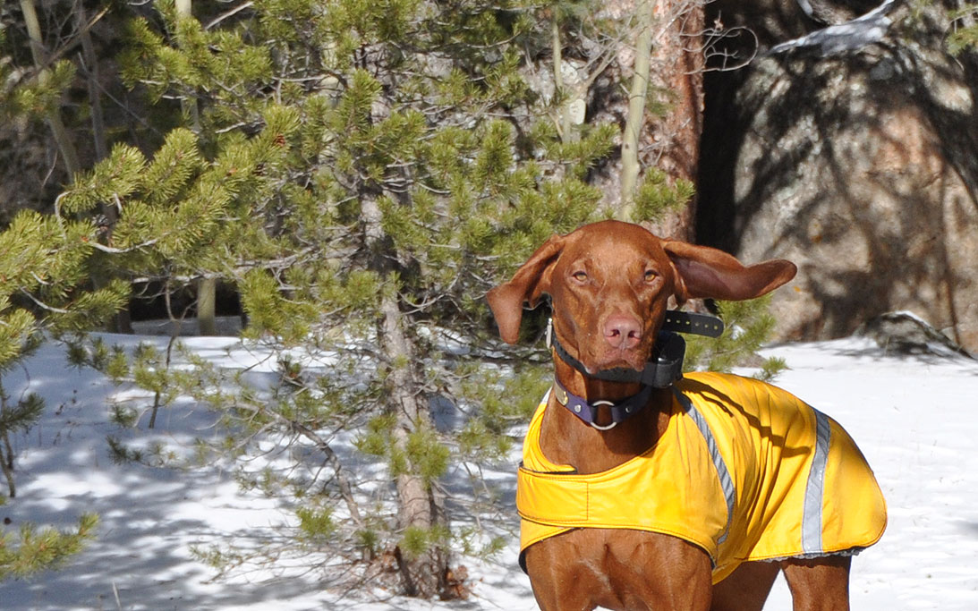 Amante's ears take flight!