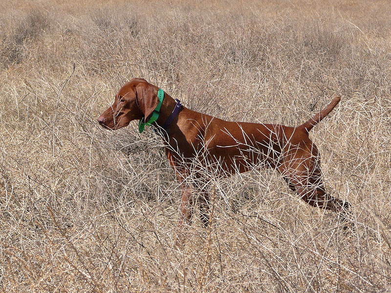 Vizsla Amante on point--training
