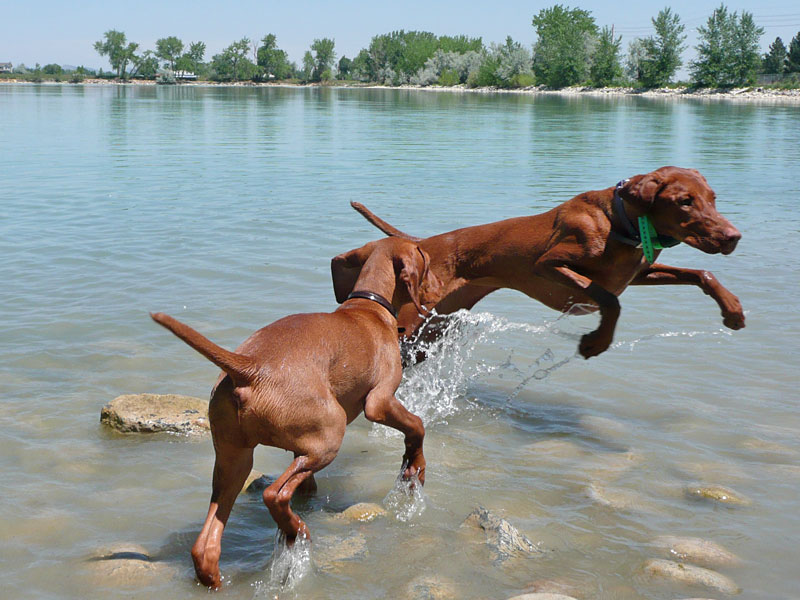 Vizsla Amante pounces - Trip helping