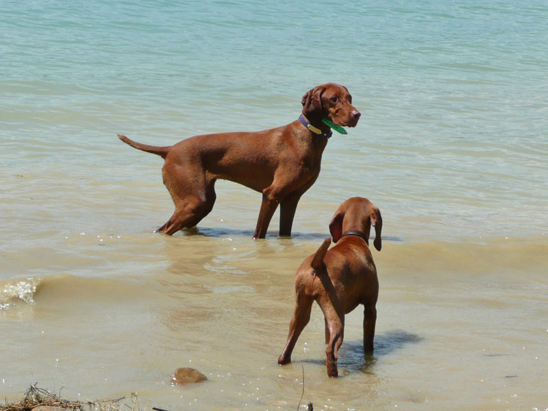 Vizslas Amante and Trip - Standoff!