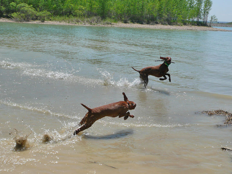 Vizslas playing in water - Amante teases puppy Trip