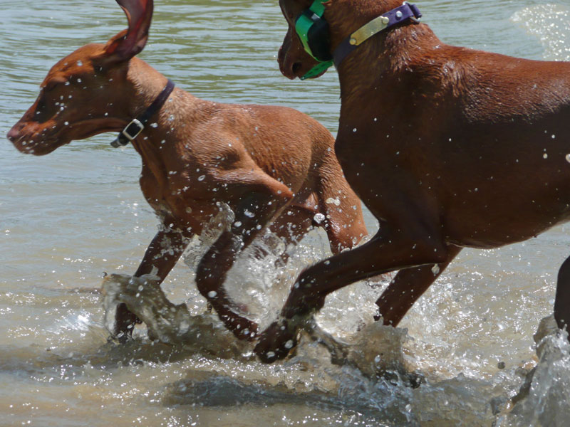 Vizslas Amante and Trip playing in the water