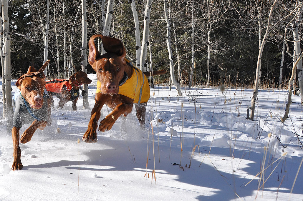 Vizslas Trip and Amante don't know quit