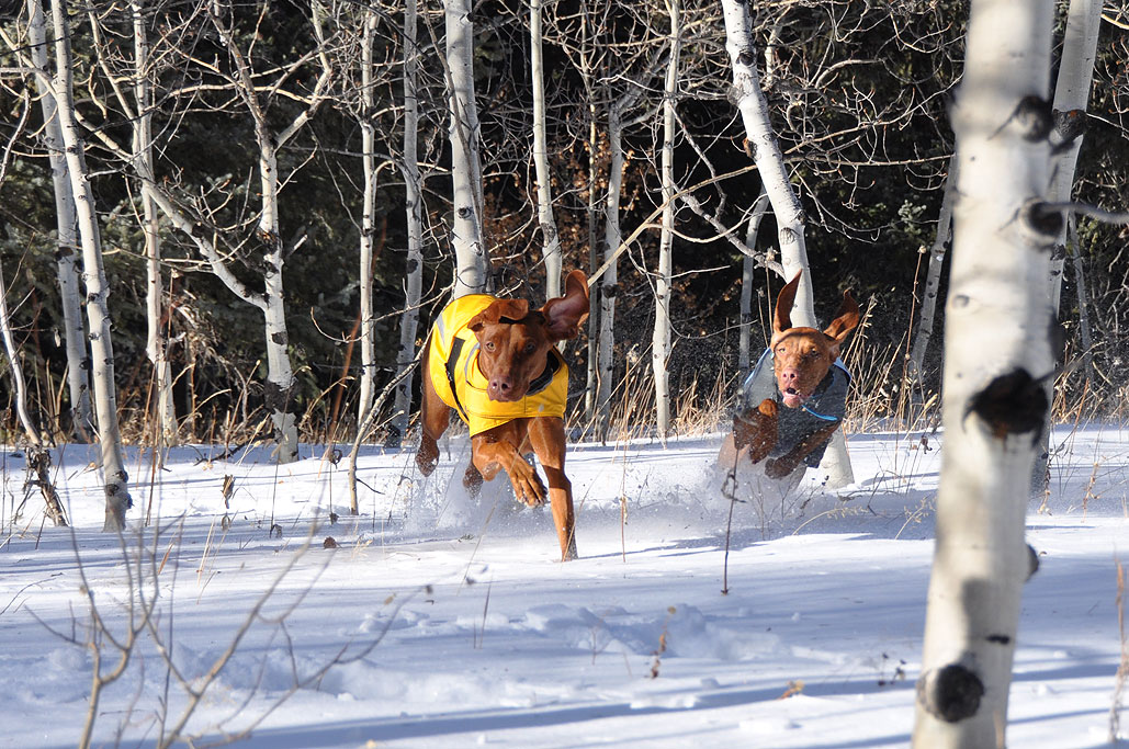 Vizslas Amante and Trip on the move!
