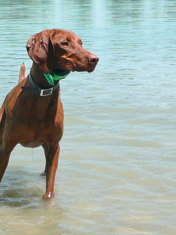 Vizsla Amante is AMPED UP!