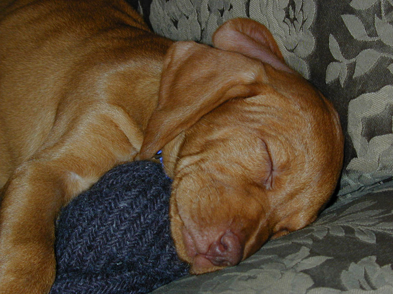 Little puppy Vizsla Remus