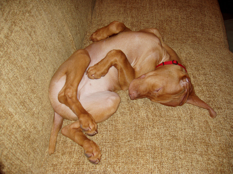 Puppy Vizsla Kosmo sleeps belly up
