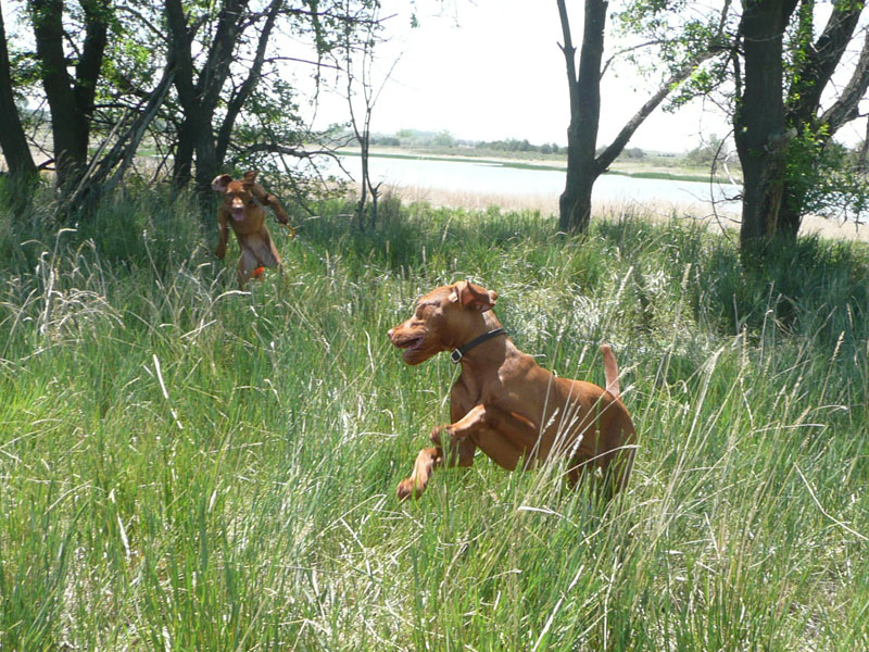 Chaingang jealousy -- Trip teases littermate Monty