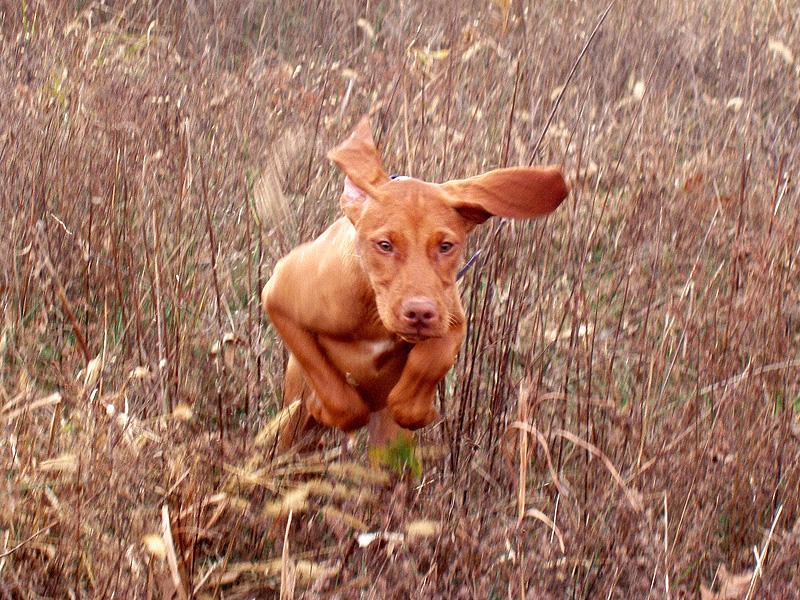 Vizsla puppy Lola flying through cover