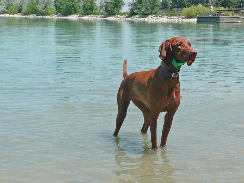 Gorgeous Vizsla Amante