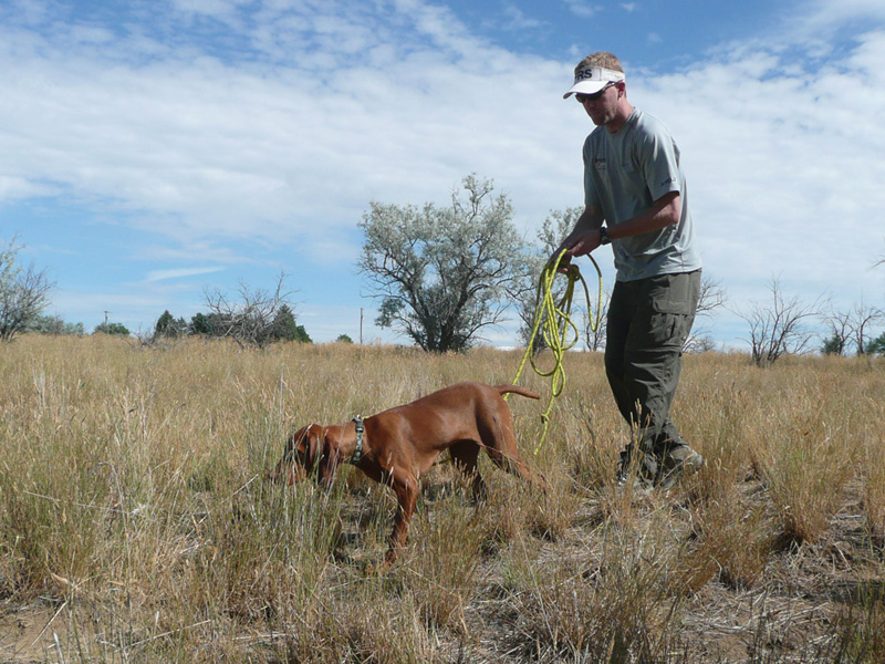 Jason working puppy Guinness on a bird