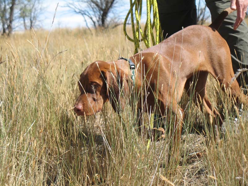 6 month old Vizsla pup Guinness on point