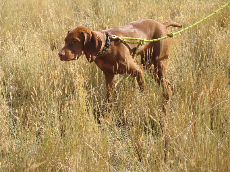 Vizsla puppy Guinness on point
