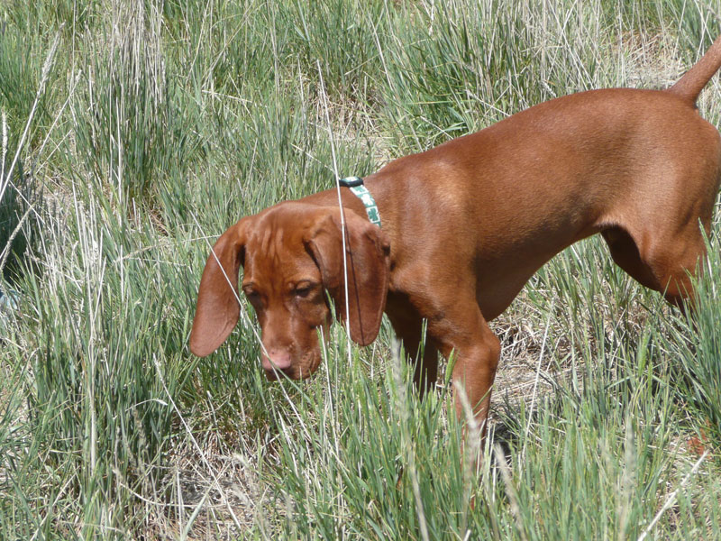 Vizsla puppy Guinness on point