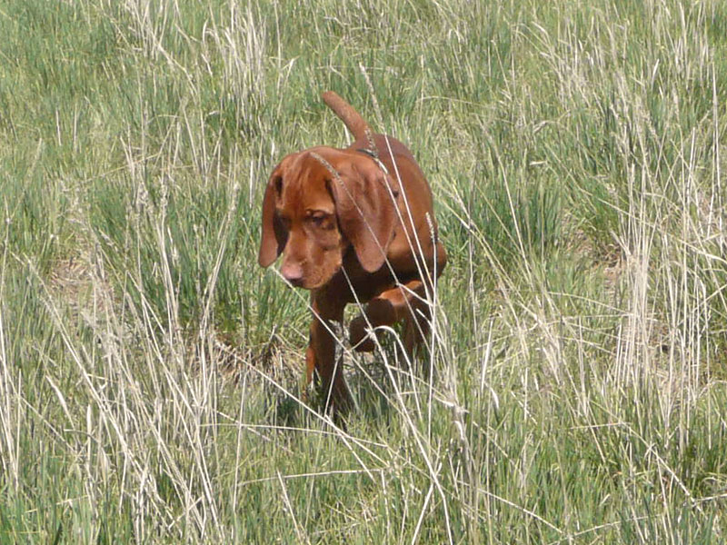 Puppy Vizsla Guinness on a striking point