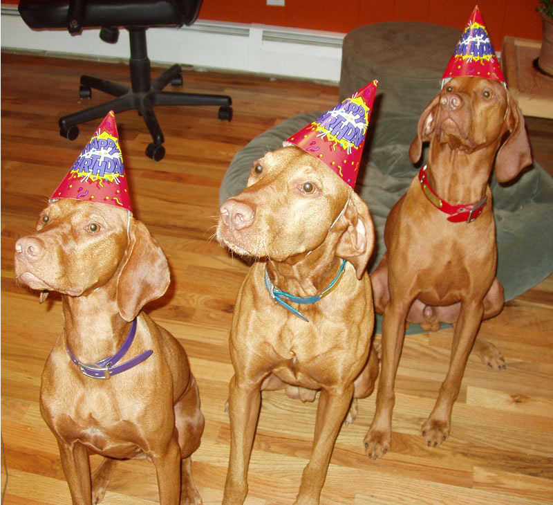 Vizslas Remus and Kosmo celebrating little sister Lola's birthday