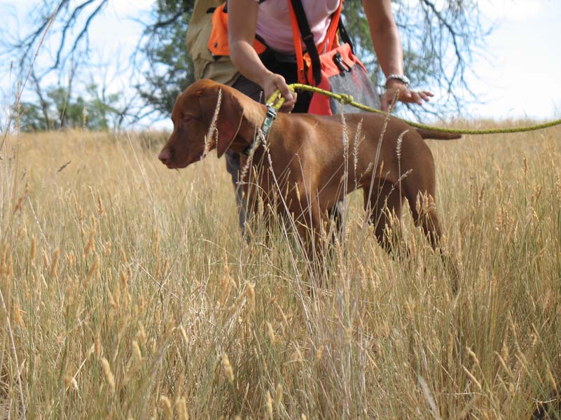 Honoring Vizsla puppy Guinness' point