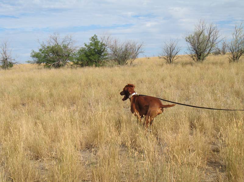 Vizsla Jazz - going, going, GONE!!