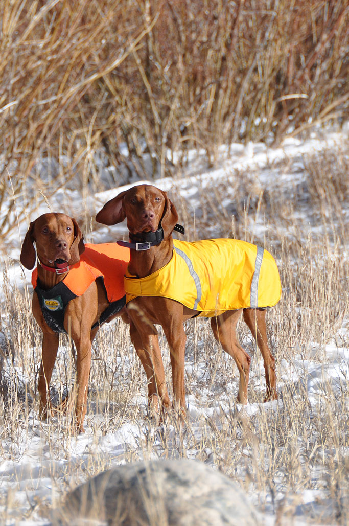 Vizsla models Kosmo and Amante