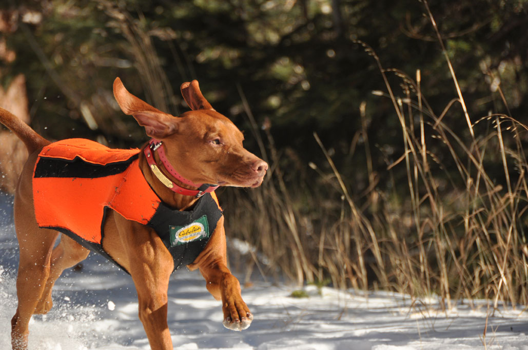 Vizsla Kos running hard