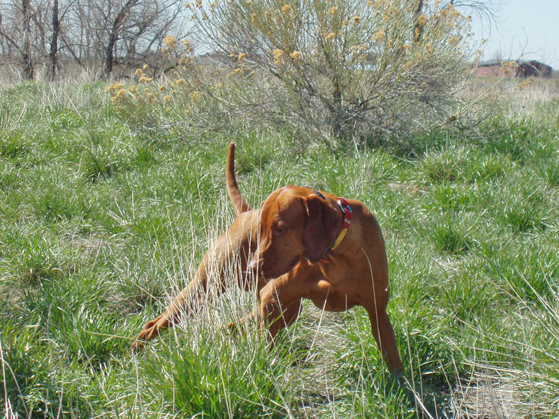 Vizsla Kosmo hits a "wrap around" point