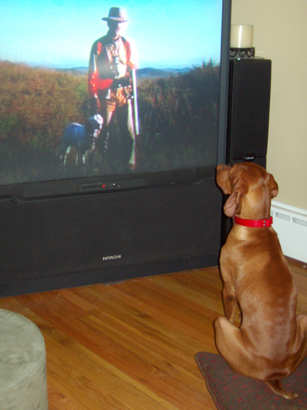 Vizsla Kosmo watching his favorite hunting show