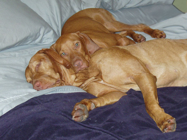Vizsla puppy Kosmo cuddling with big bro Remus