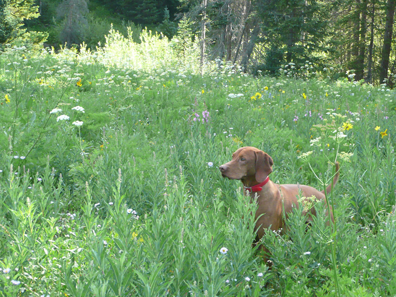 Cutie Pie Kosmo - Steamboat Springs, Colorado