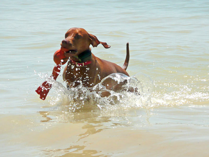 Vizsla Kosmo doing a water retrieve