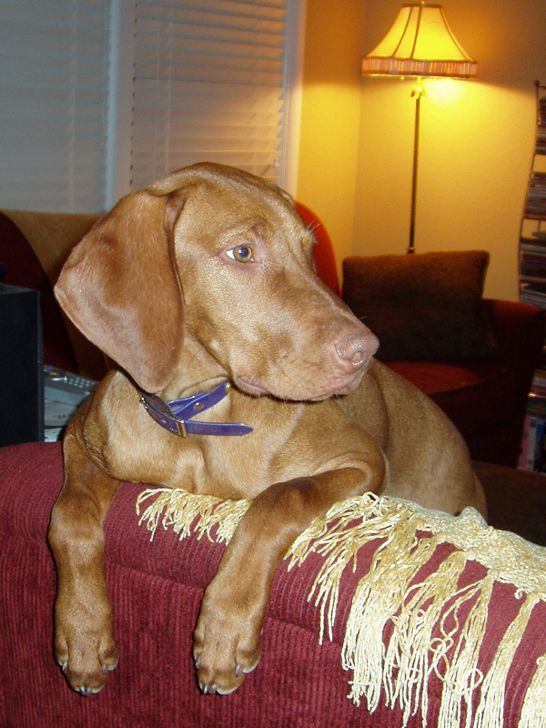 5 month old Vizsla puppy Lola watches