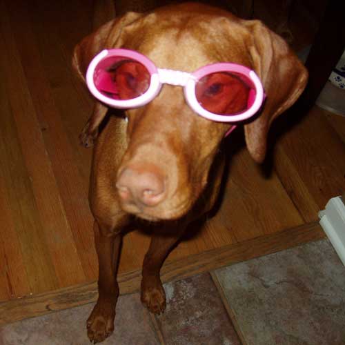 Vizsla Lola modeling her Doggles