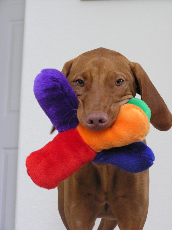 Vizsla Lola enjoying squeaky toy