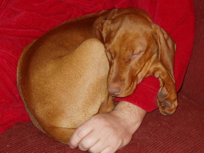 Vizsla puppy Lola -- little monkeyball